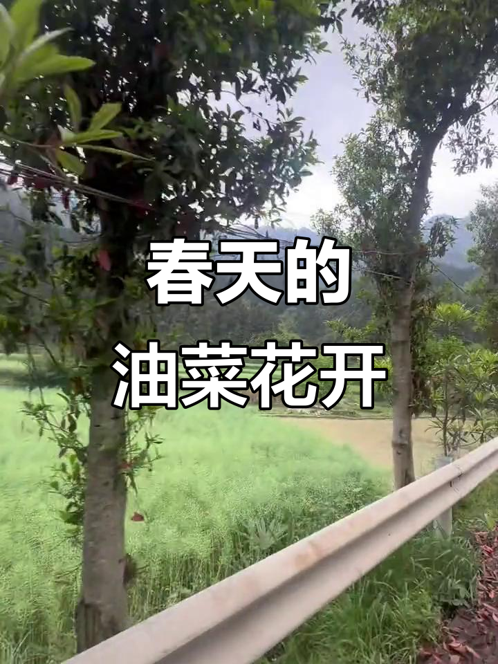 清明雨后，菜花变油菜籽，家乡春天美景尽收眼底