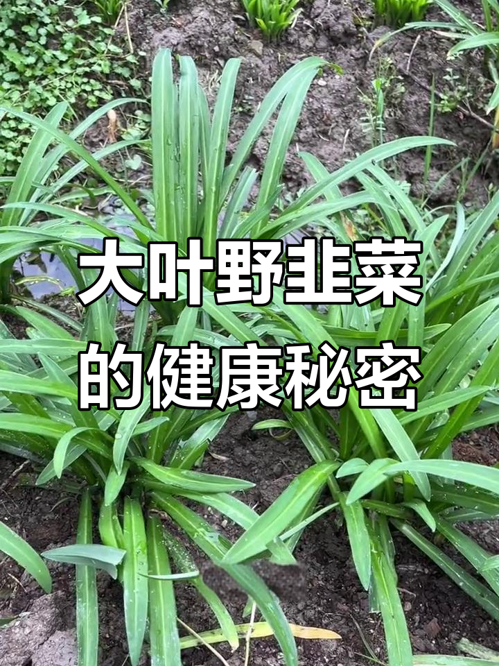 侗寨大叶野韭菜：独特绿植，健康美味多割多次