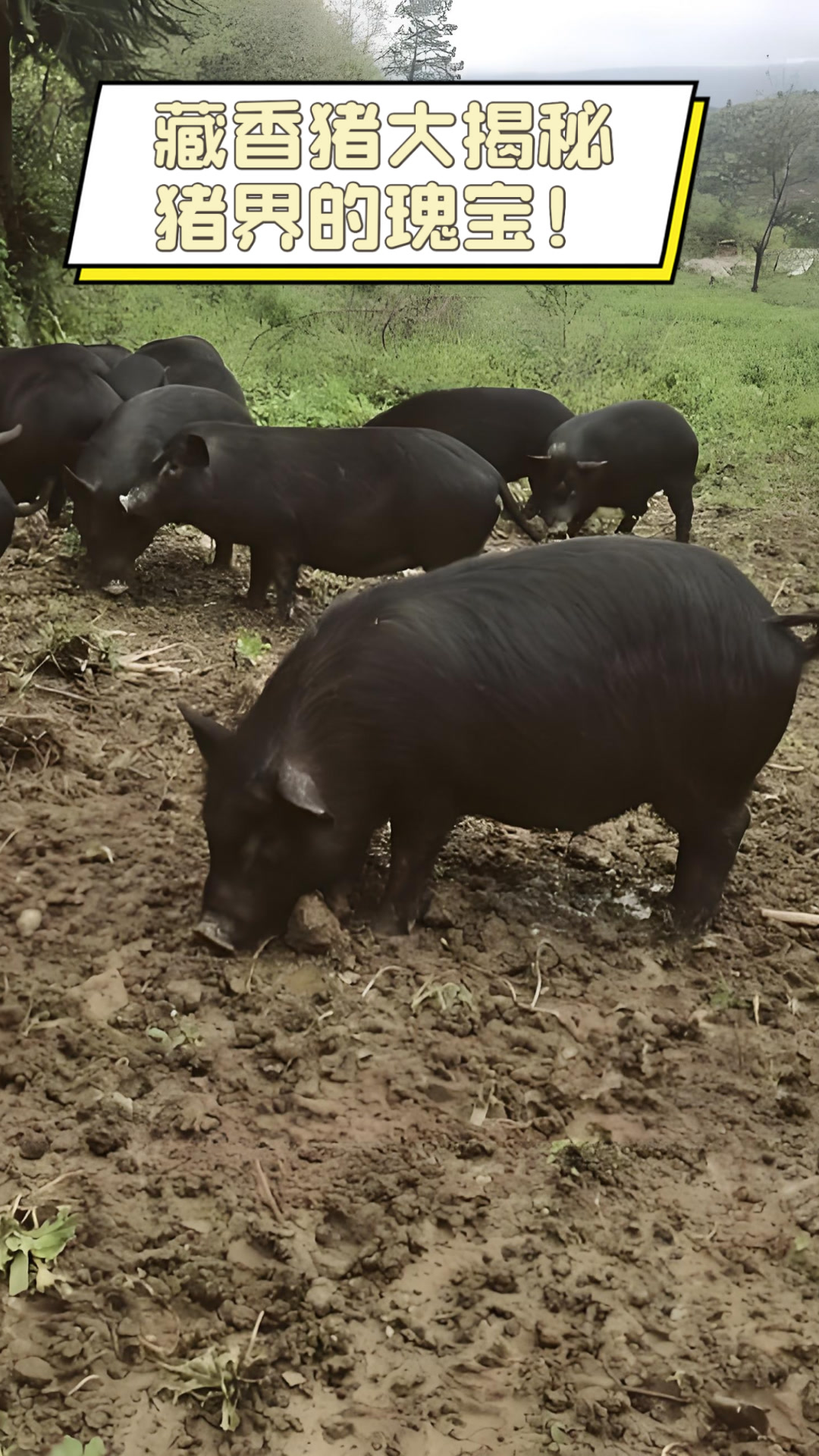 藏香猪大揭秘,猪界的瑰宝!