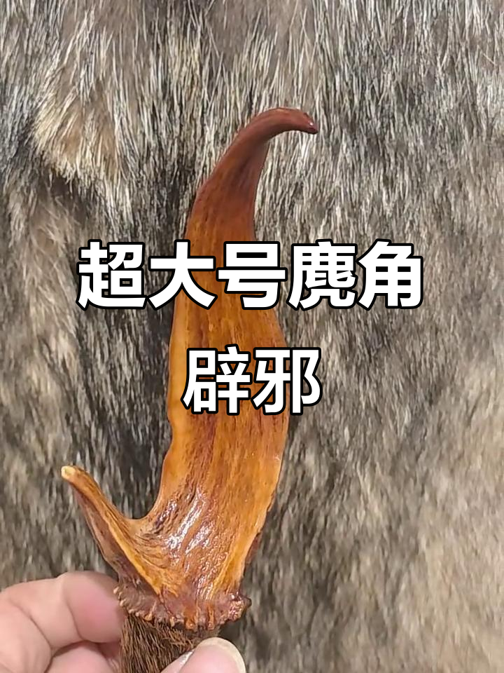 21.5厘米超大麂角,辟邪神器来袭!