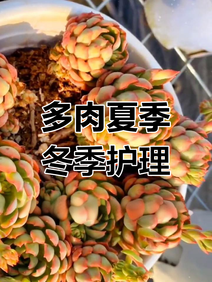 多肉养护技巧:如何应对高温与低温