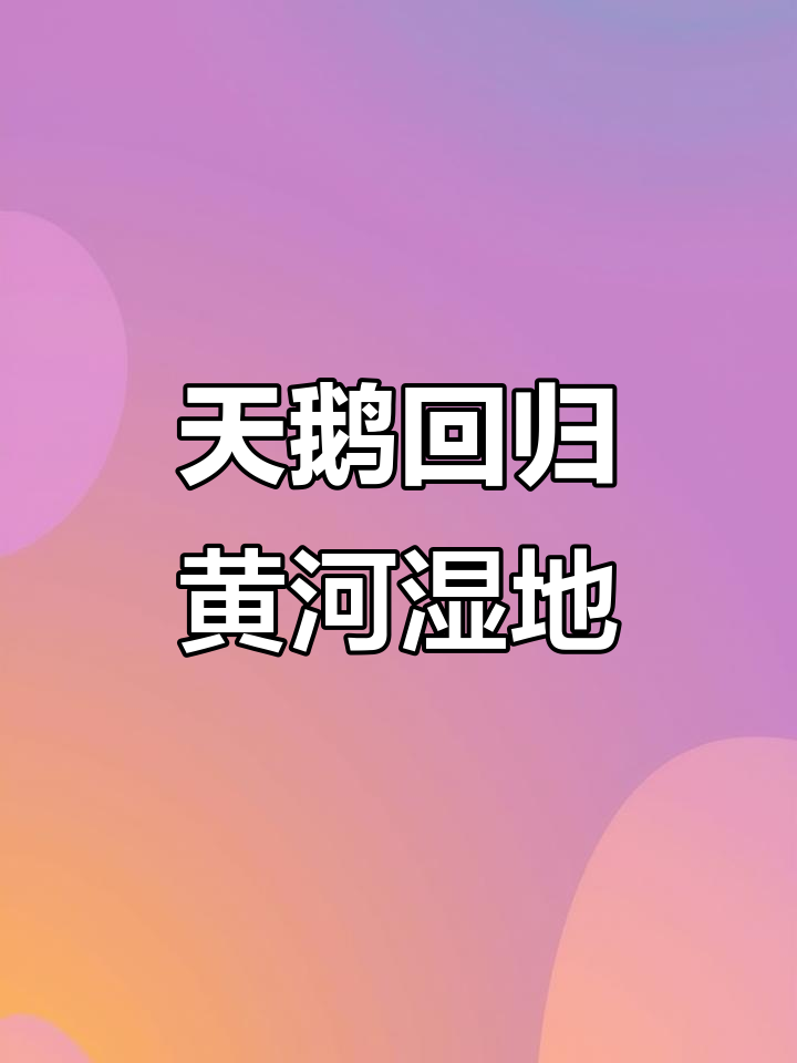 山西运城黄河湿地迎来首批天鹅，翩翩起舞展翅飞翔