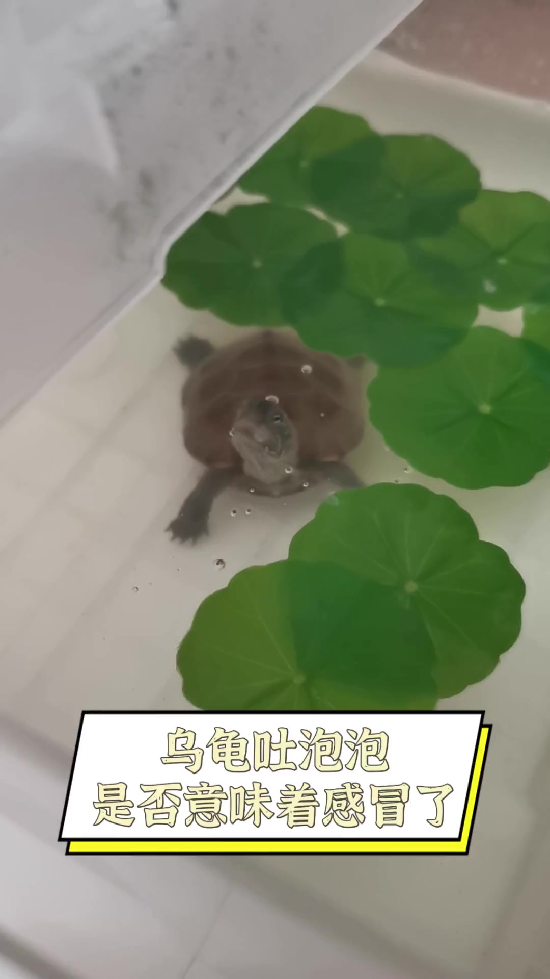 乌龟吐泡泡,是否意味着感冒了