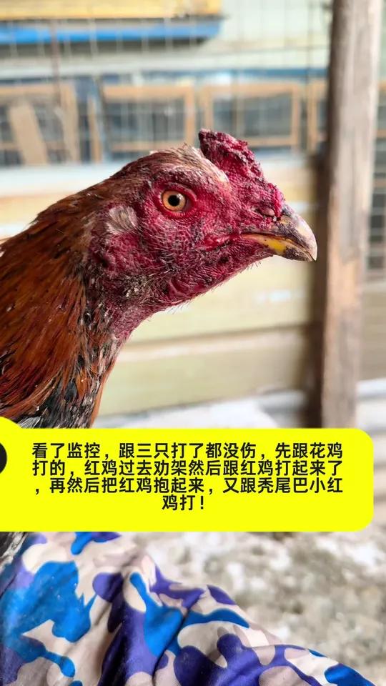 看了监控,跟三只打了都没伤,先跟花鸡打的,红鸡过去劝架然后跟红鸡打起来了,再然后把红鸡抱起