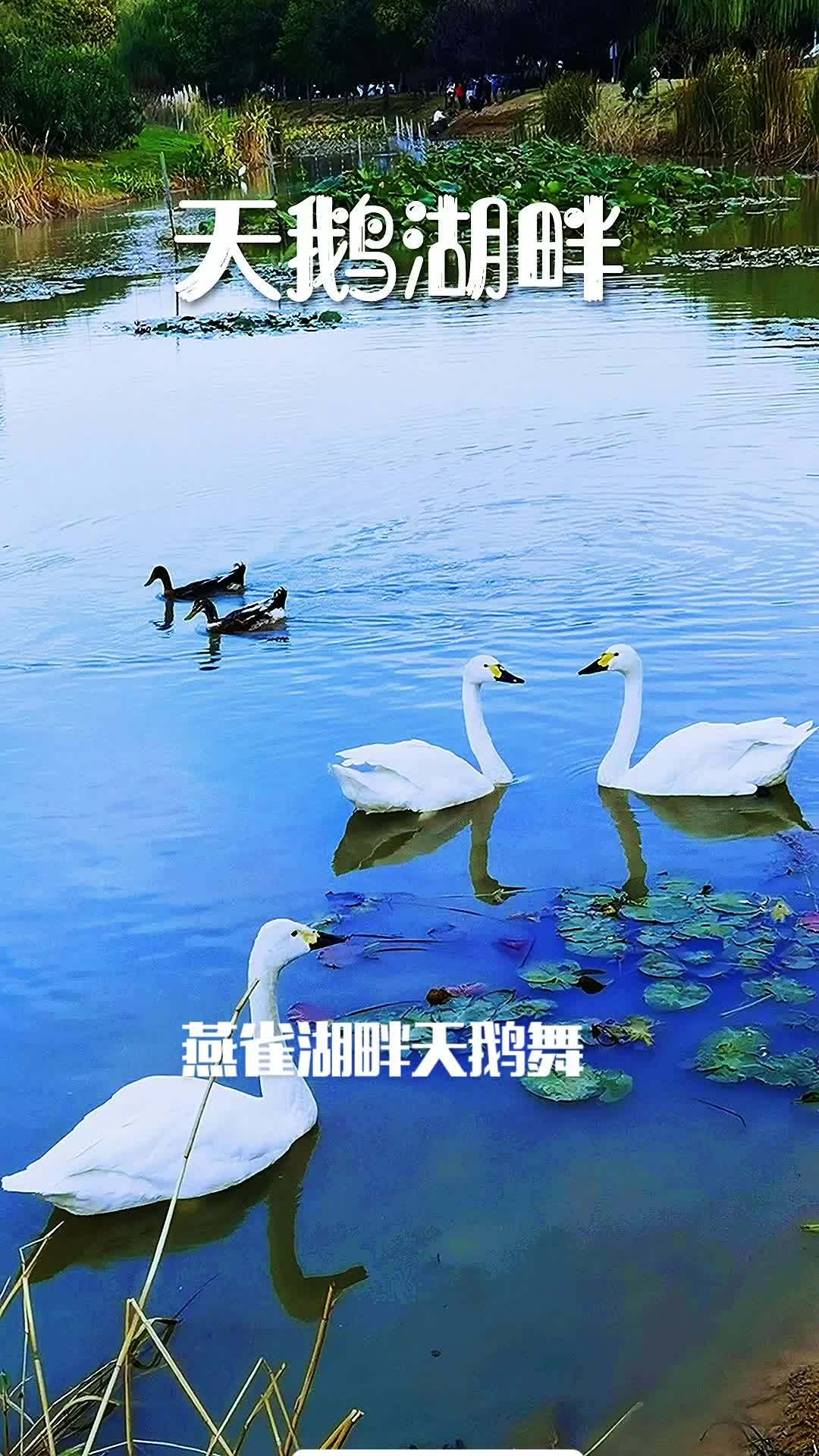 燕雀湖畔天鹅舞 动物 一起享受大自然的美