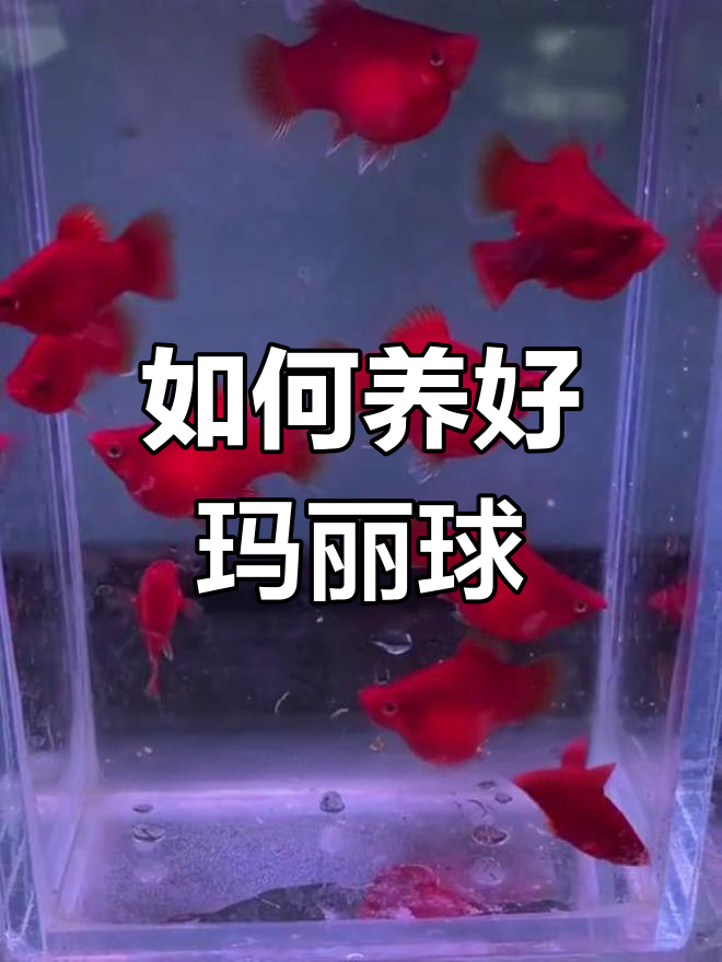 玛丽球鱼养殖技巧:繁殖、水质管理全攻略