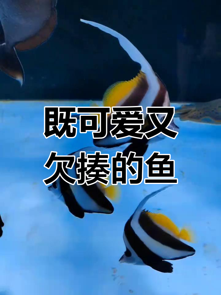 可爱又可恨的群游鱼,吃寄生虫超厉害