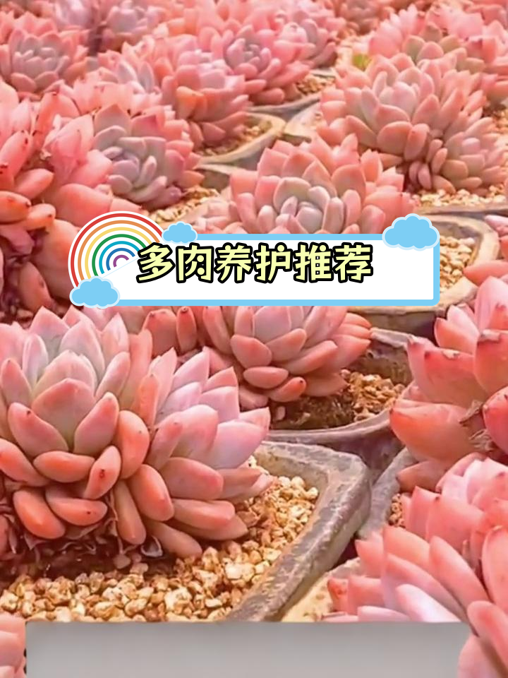 十大最容易养的多肉植物,轻松打造美丽花园