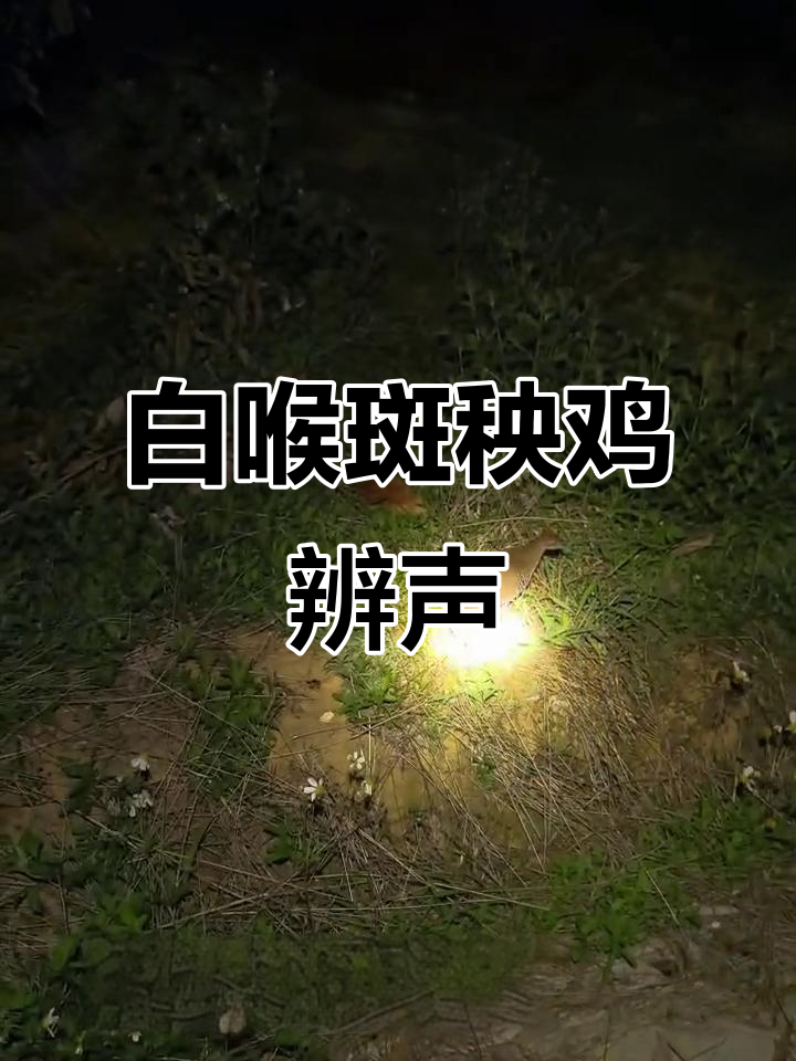这是白喉斑秧鸡吗?听叫声辨别