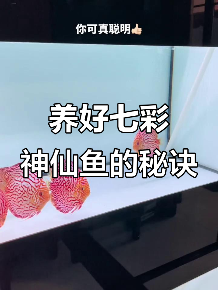 七彩神仙鱼养殖技巧与常见问题解答
