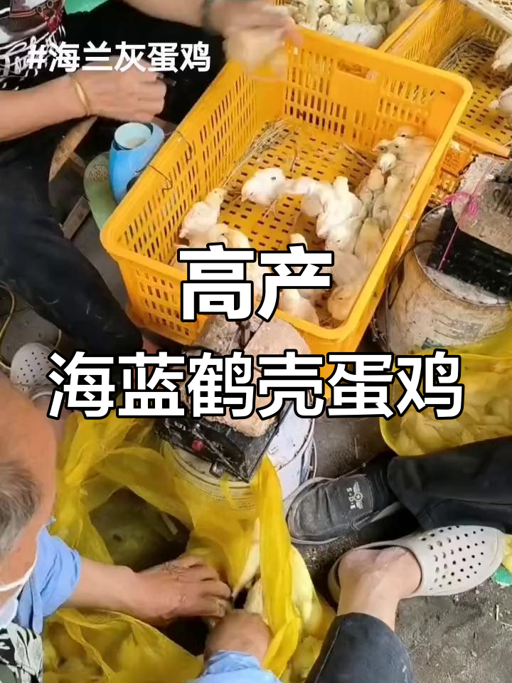 海兰灰蛋鸡:高产高效,疫苗齐全发货快