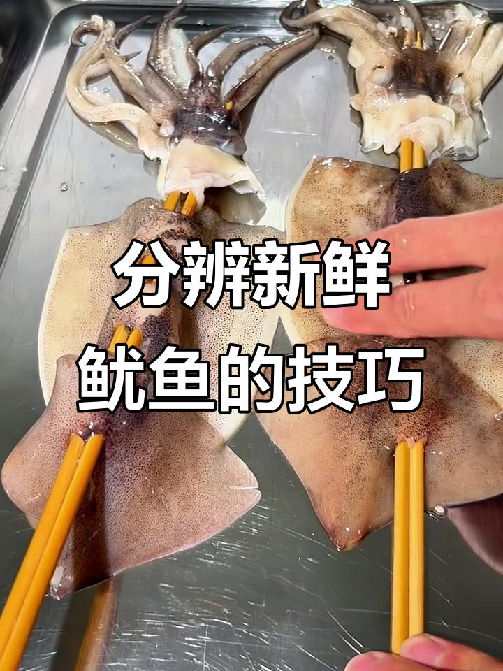 如何辨别新鲜鱿鱼?三招教你挑选大鱿鱼