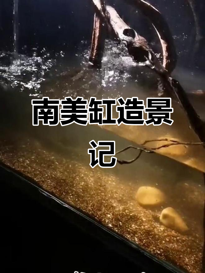 打造南美缸,异形鱼与绿苔共舞