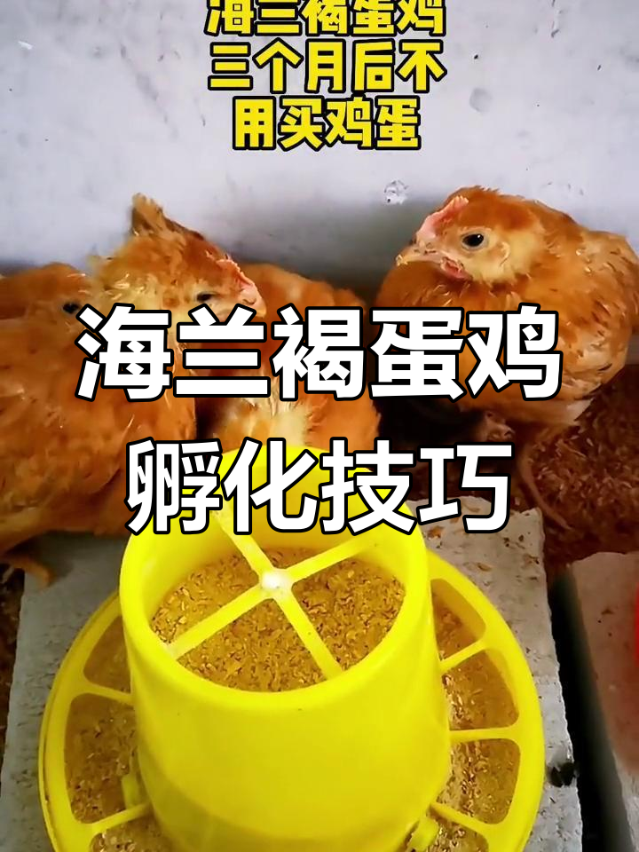 佛山顺德海兰褐蛋鸡人工孵化,养鸡人分享经验