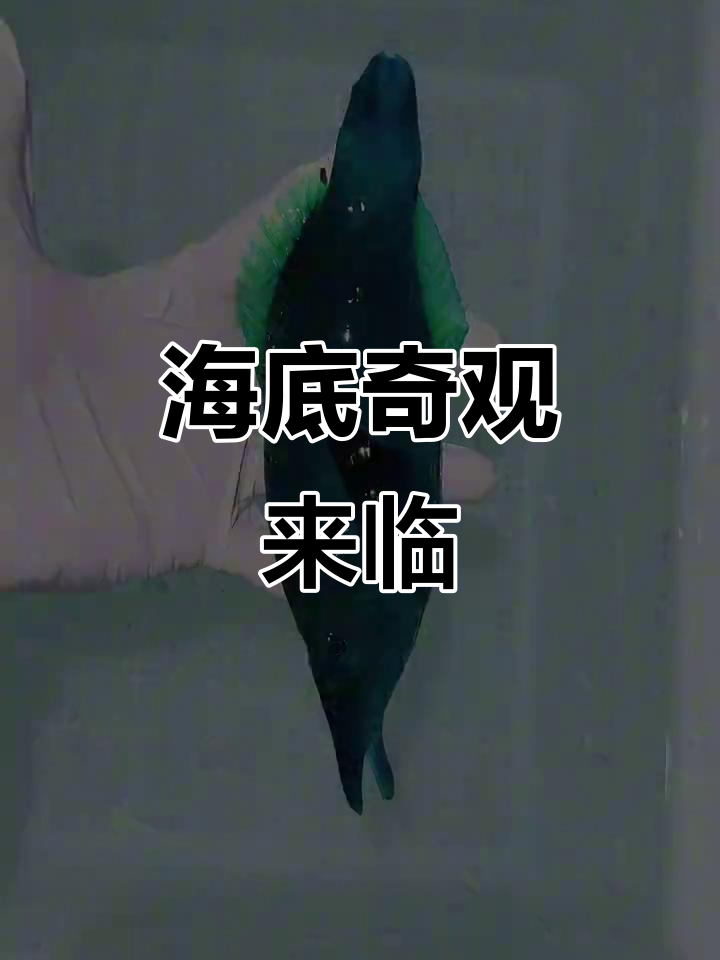 2025年，多种奇特海洋生物将现身！