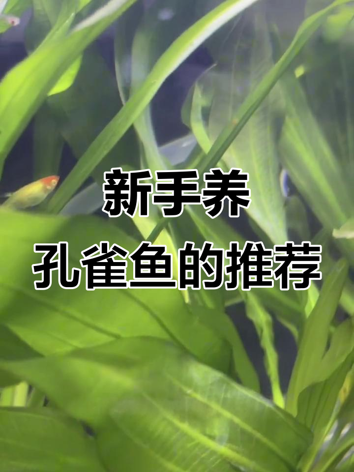孔雀鱼杂抛品种最适合新手,抗燥能力强