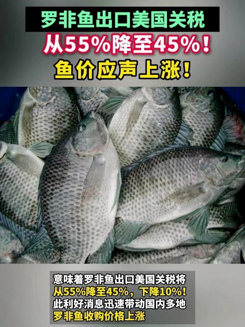 好消息!罗非鱼出口美国关税将从55%降至45%,下降10%!加工厂收鱼价应声上涨!关税 罗