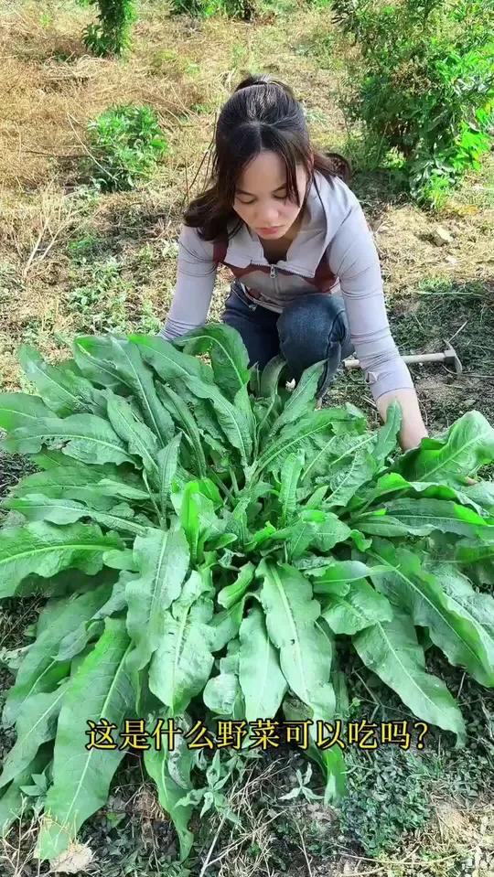 这种野菜能吃吗