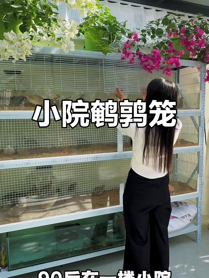90后小院生活,鹌鹑笼DIY,女生也能轻松搞定!