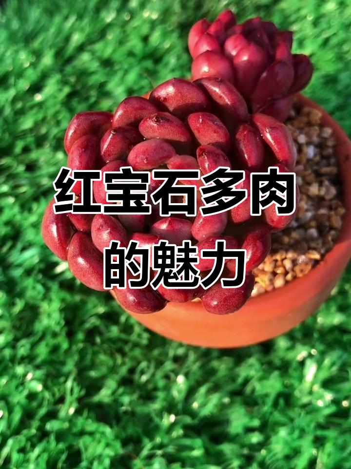 红宝石多肉,易群生,色彩鲜艳,观赏性强,适合新手种植