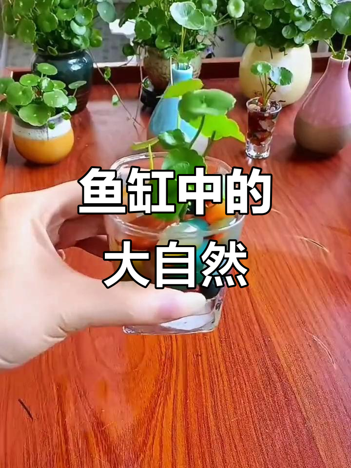 鱼缸里的雨花石与鹅卵石,打造自然生态景观
