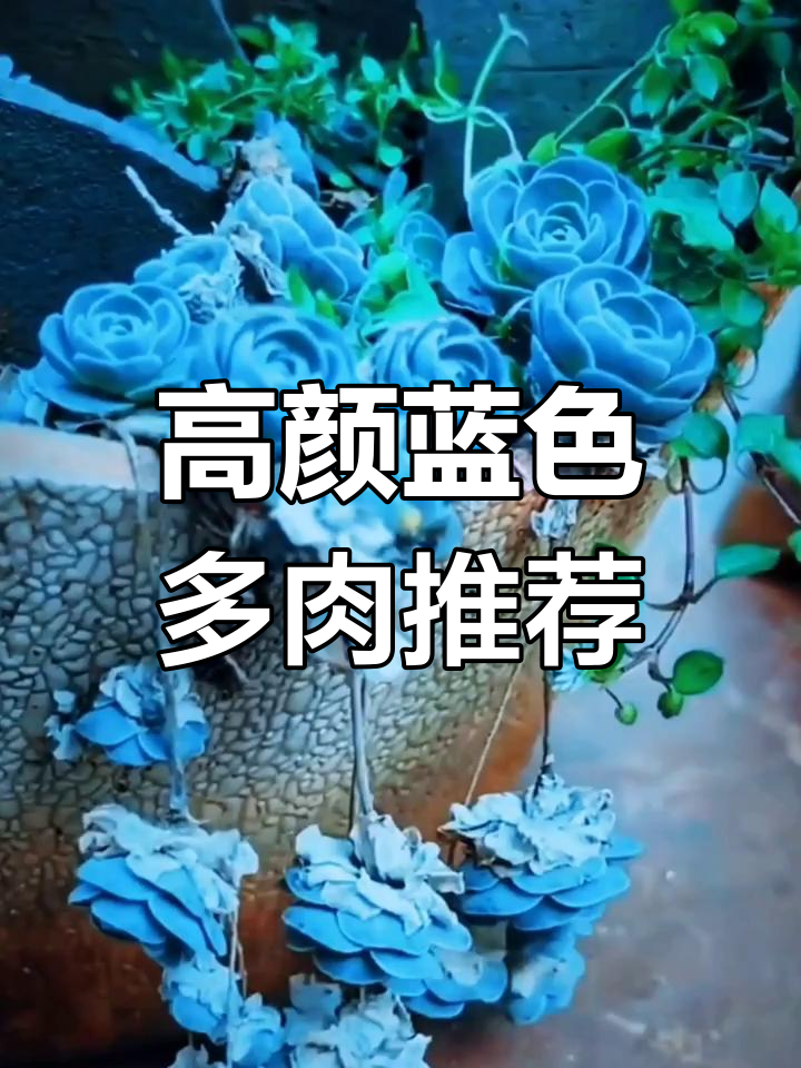 颜值爆表的十款蓝色系多肉,每一款都让人惊艳!