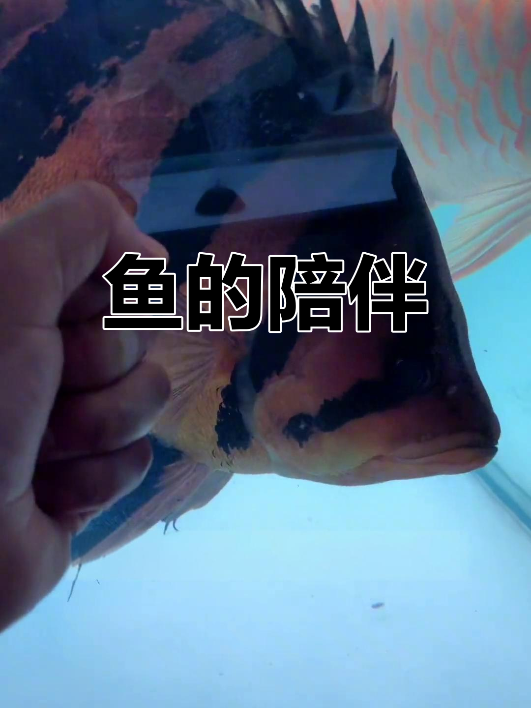 十年虎鱼,十六年龙鱼,愿它们永远伴我左右