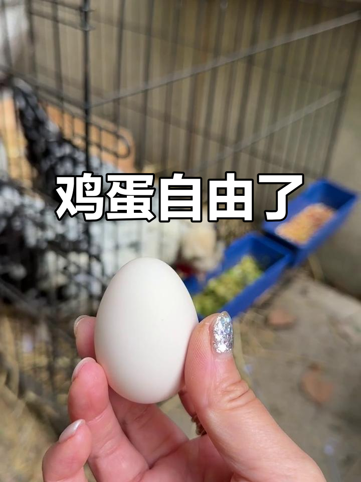 贵妃鸡月内产蛋,每天两颗,真是勤劳的小家伙!