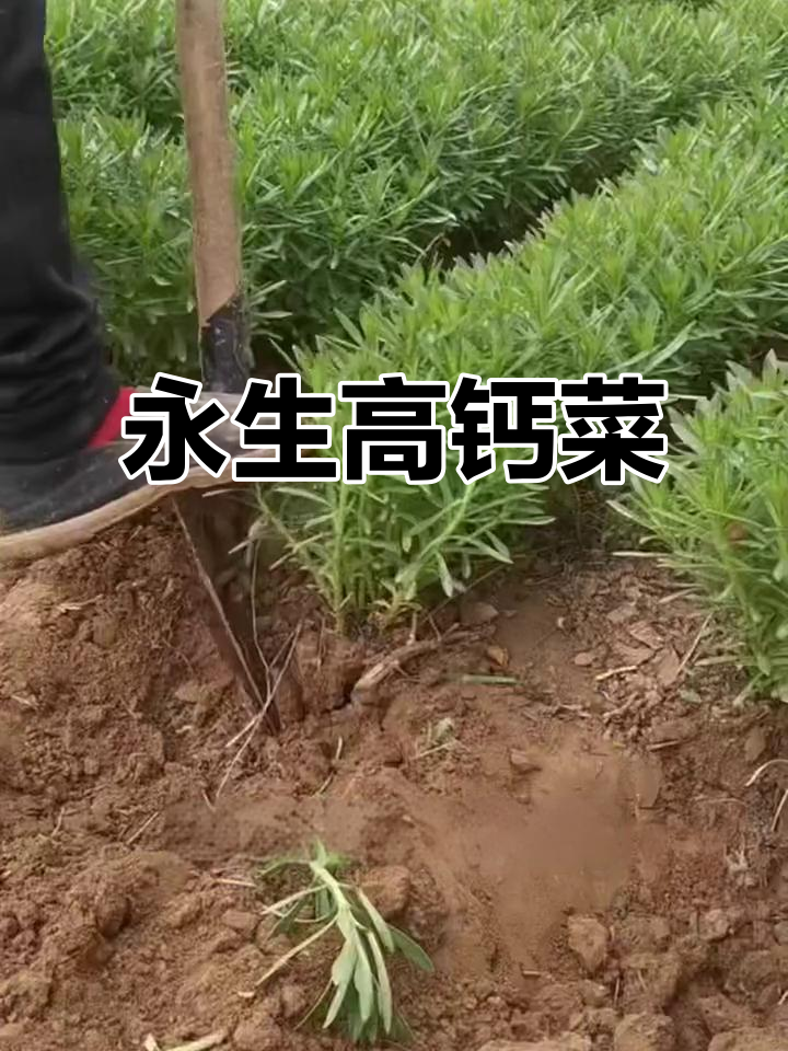 高钙养心菜:无限生长的活体钙,零下20度冻不死