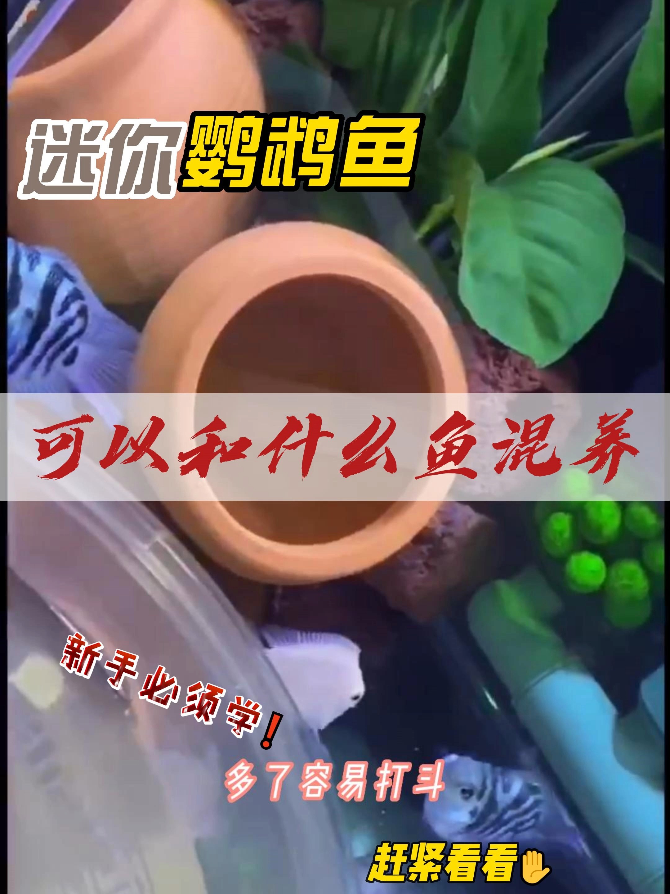 迷你鹦鹉鱼到底可以和什么鱼混养呢?