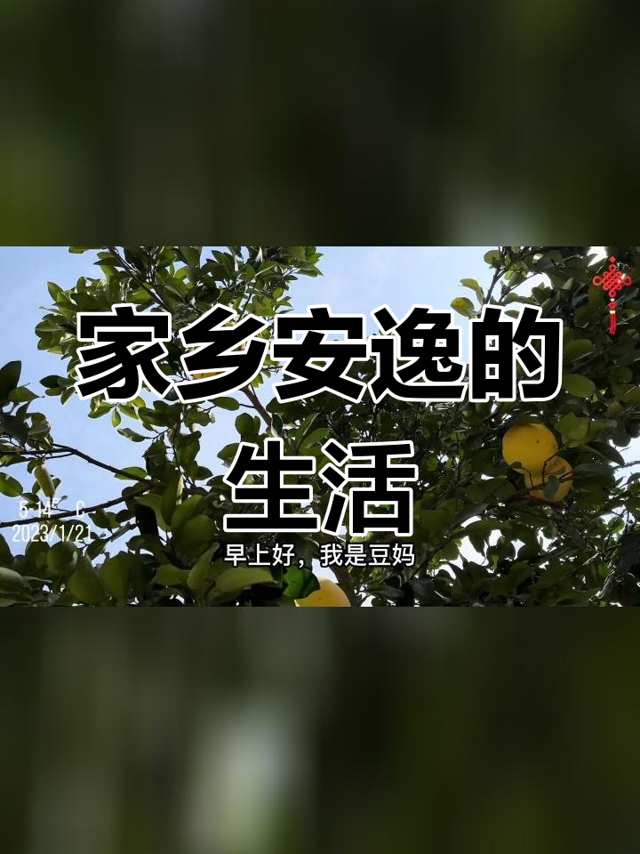 爸爸的柚子树与妈妈的多肉生活