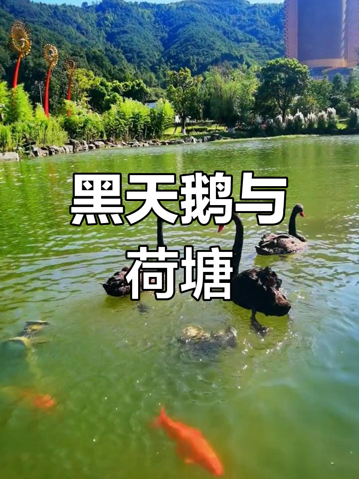 荷塘美景与黑天鹅共舞,中秋佳节快乐!