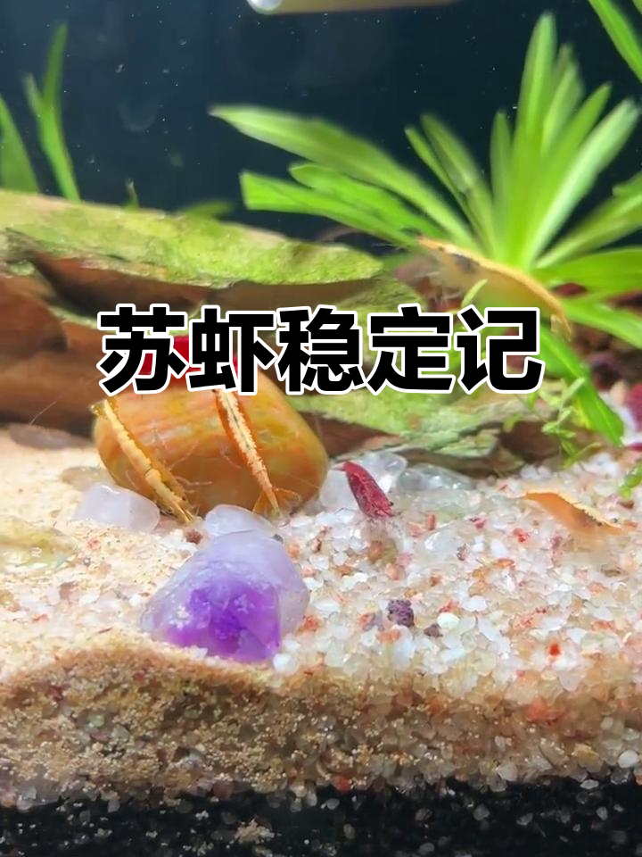 苏虾入缸一月,初期损失几只,现在终于稳定了