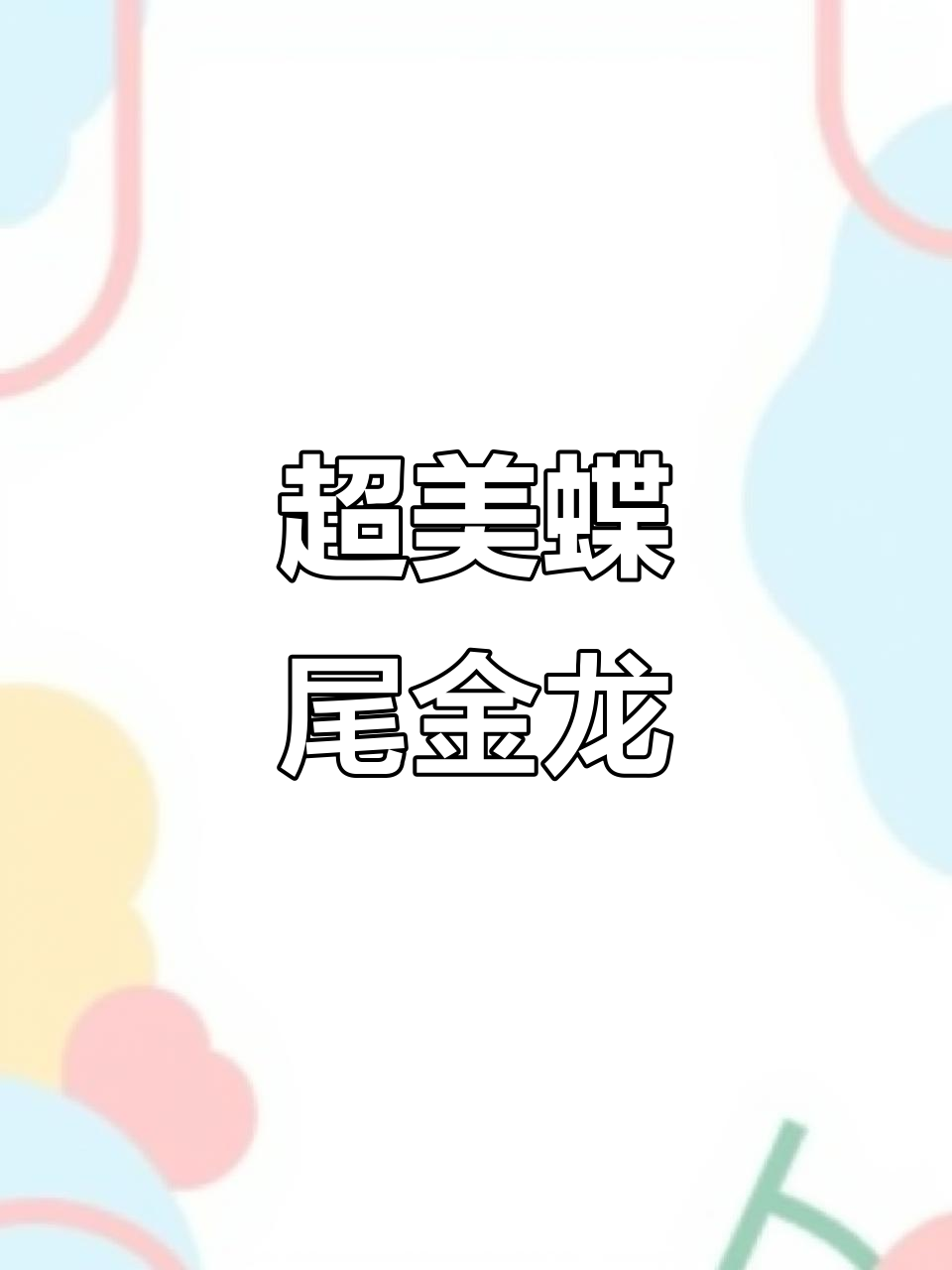 古典蓝底金龙鱼,蝶尾大胸鳍,超美尾巴收藏品
