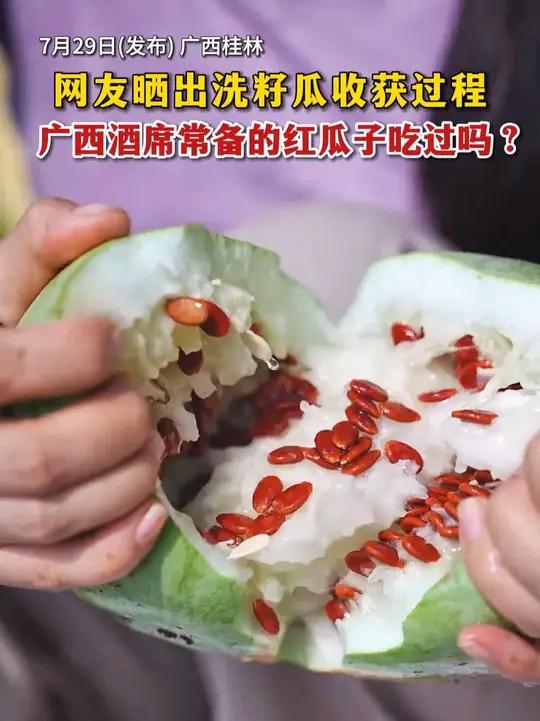 出洗籽瓜收获过程,广西酒席必备的红瓜子吃过吗?(来源:@瑶子君)