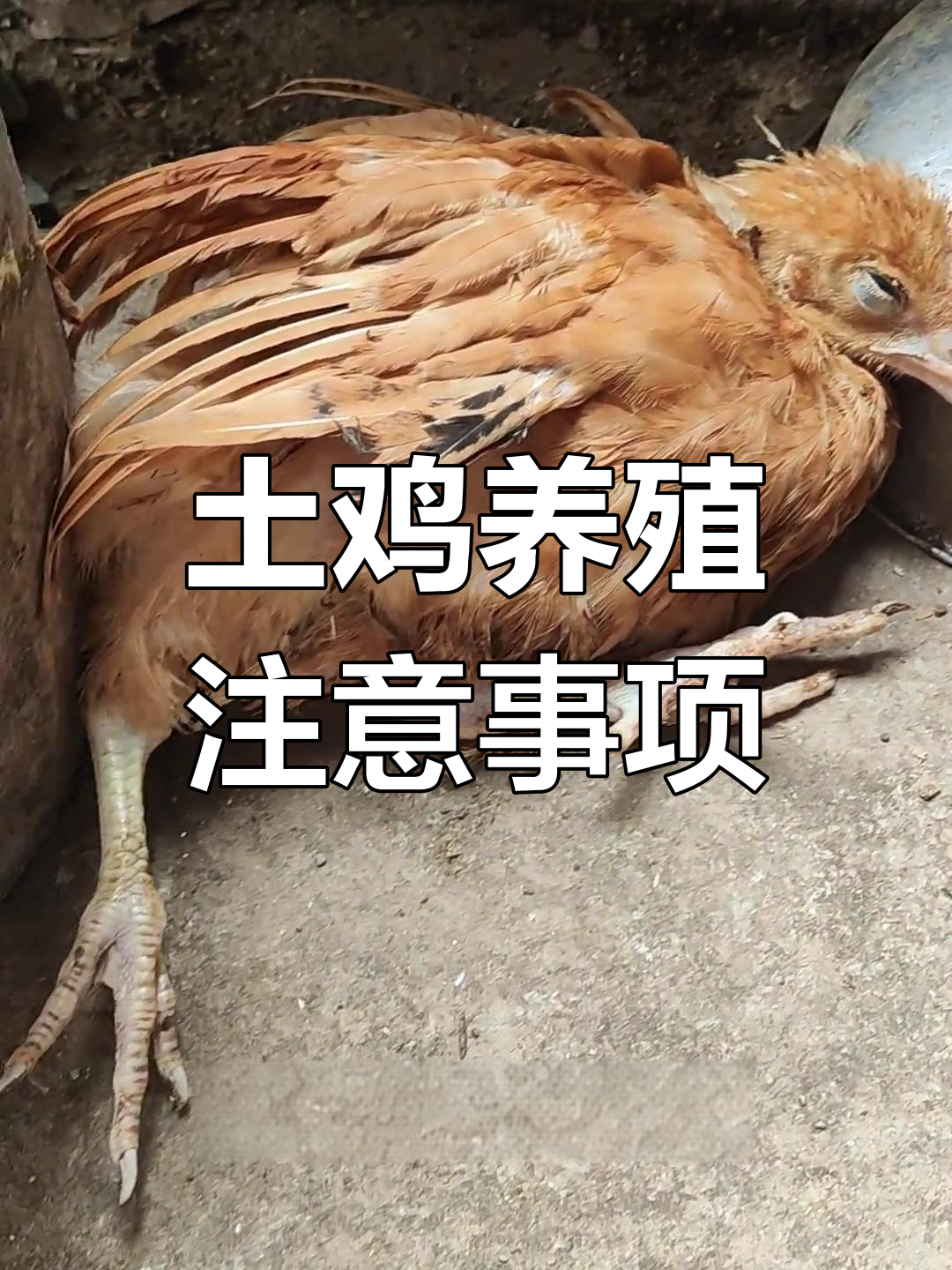 鸡群健康管理:沙门氏菌感染警示