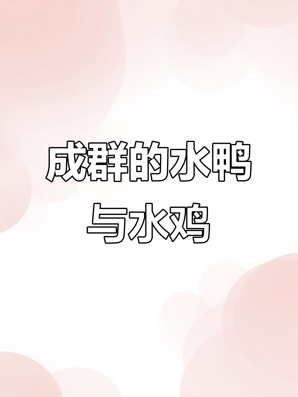 野水鸭成群结队，白面水鸡悠闲自在
