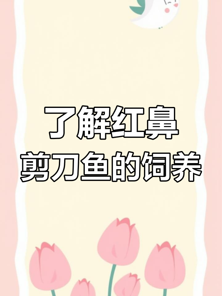 红鼻剪刀鱼养殖全攻略:从品种到养护技巧