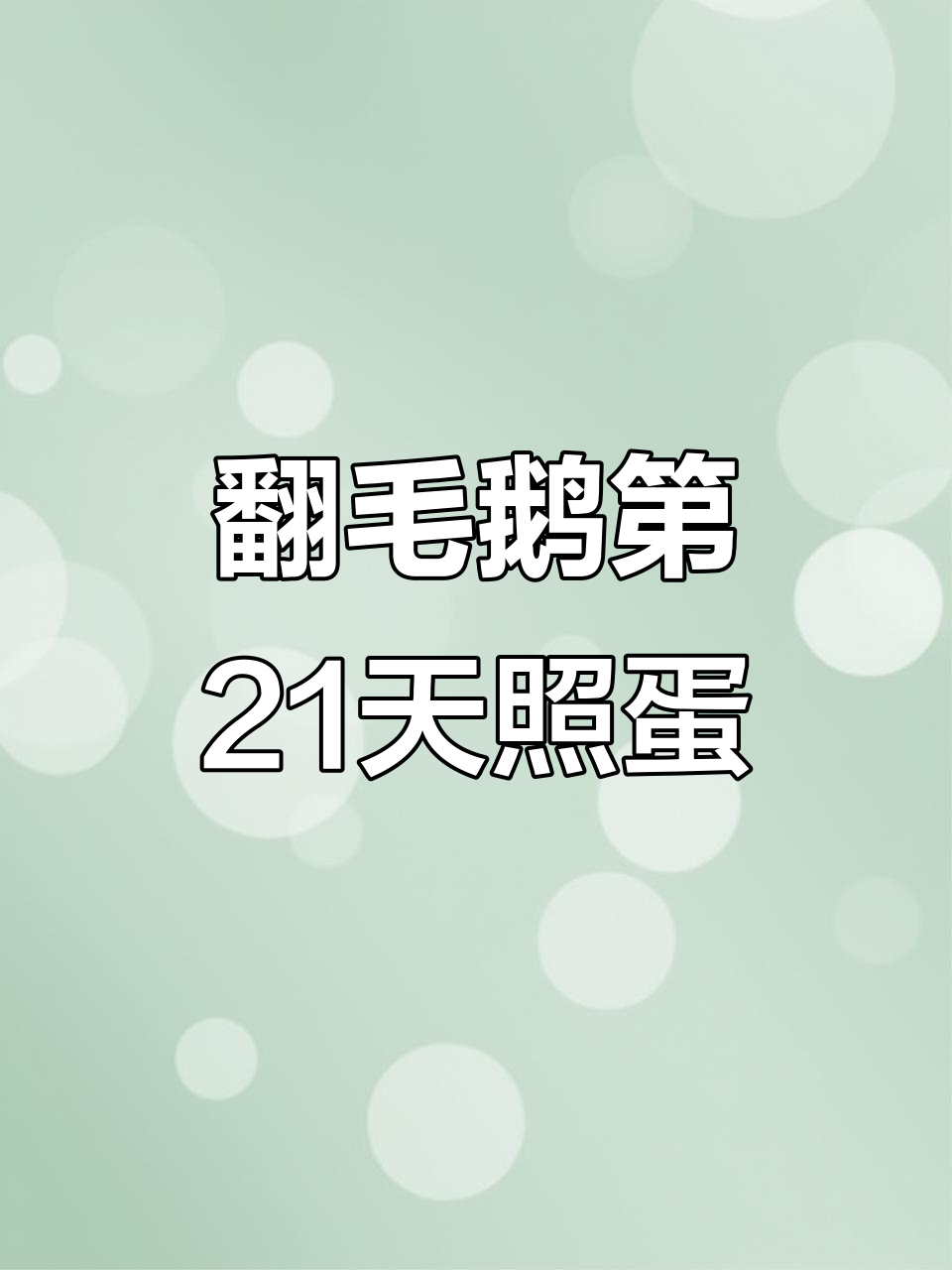 翻毛鹅孵化21天,照蛋看成长