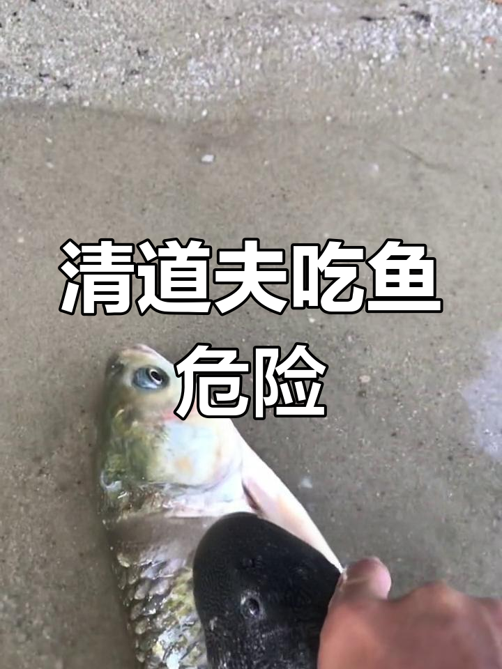 清道夫的危害:吸食小鱼致死