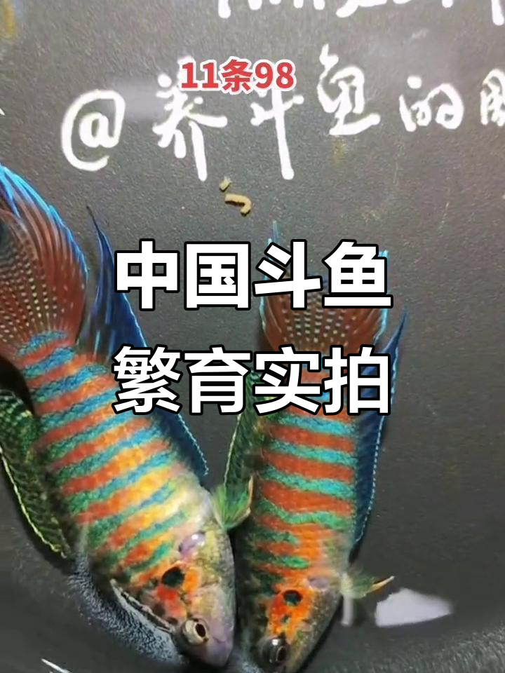 普叉斗鱼繁殖现场,水族技术大揭秘