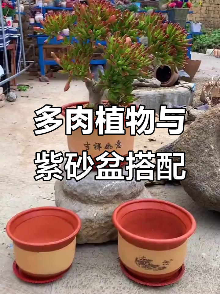 紫砂大花盆种吸财树,轻松打造多肉老桩景观
