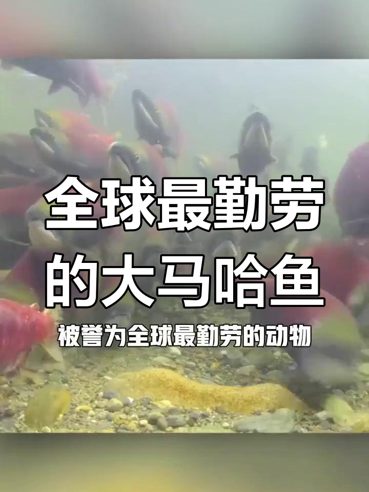 大马哈鱼:每年洄游数千公里的奇迹
