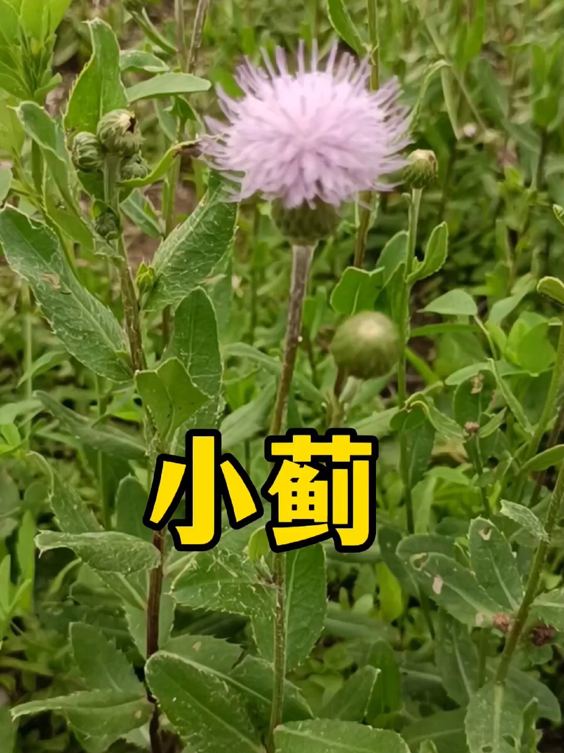 小蓟,俗称刺儿菜
