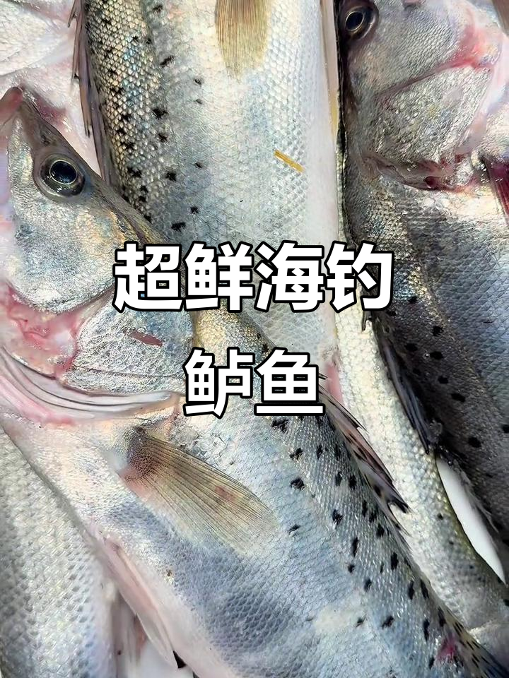 新鲜野生海鲈鱼,腮红透亮,品质一流