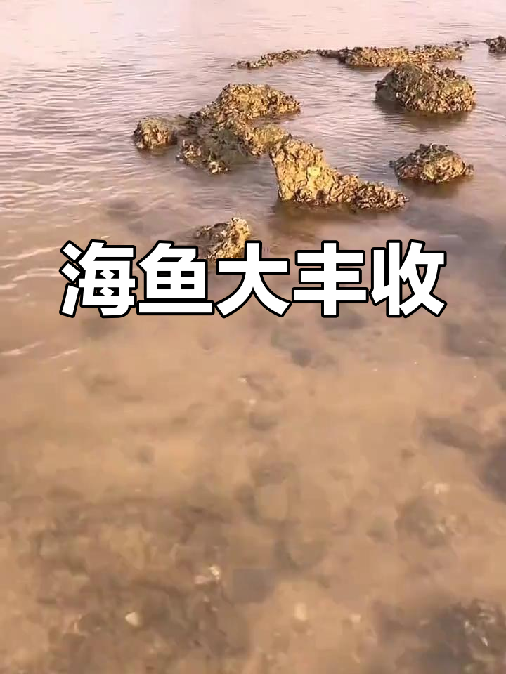 抓到各种美丽海鱼,白鲳鱼最可爱