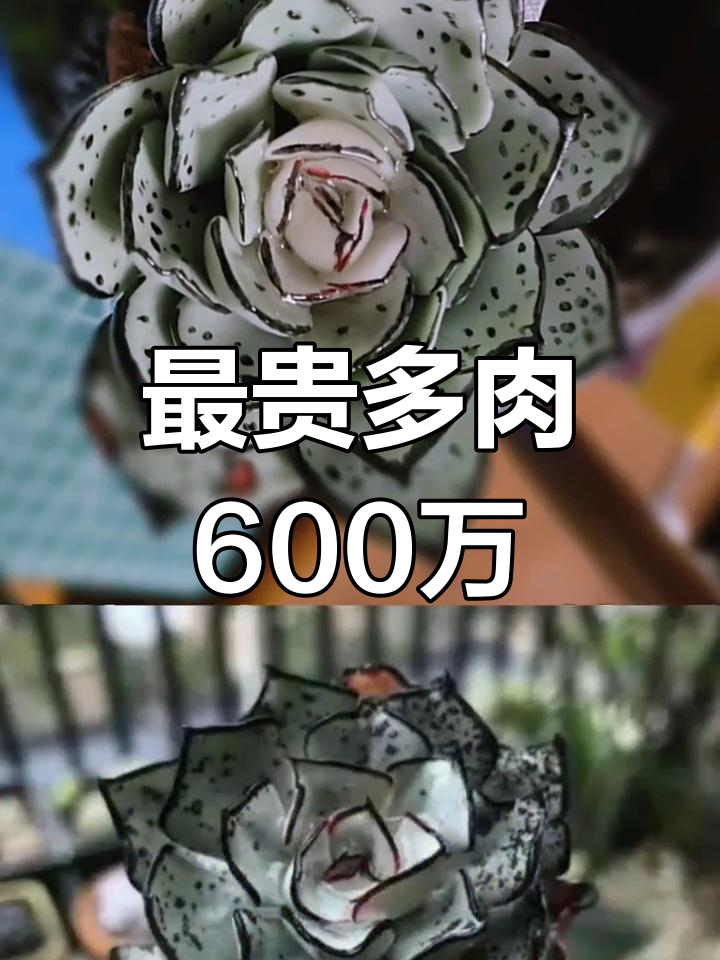 世界上最昂贵的多肉植物,600万的天价