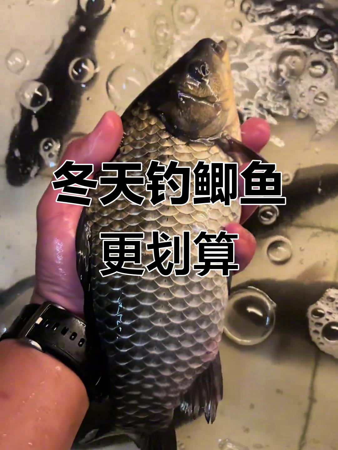 冬季罗非稀缺,鲫鱼成新宠!10元一斤稳赚不赔