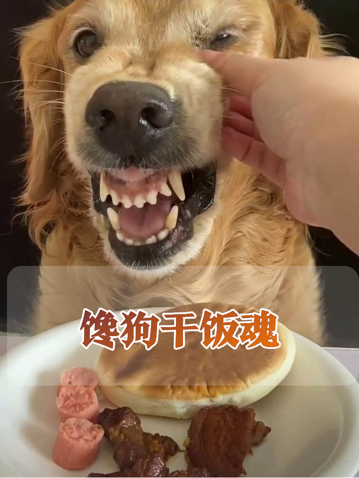 金毛看见肉夹馍秒变干饭狗,龇牙咧嘴笑出表情包