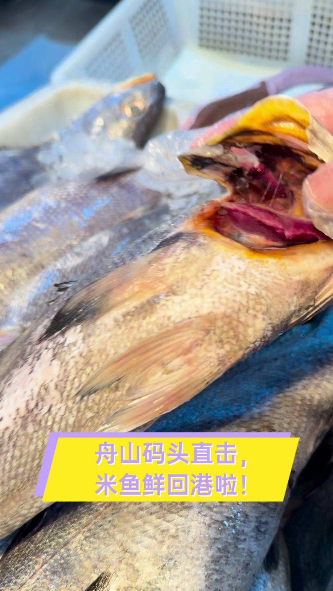 舟山码头直击，米鱼鲜回港啦！